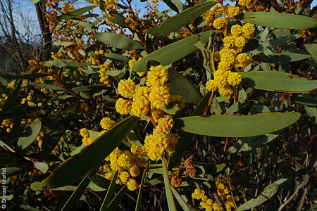 Acacia notabilis f Denzel Murfet Lake Gilles CP